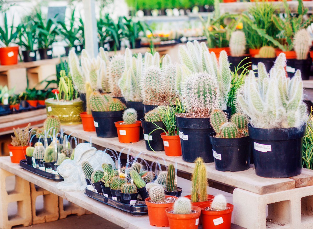 RefinedYXE's tweet photo. The "Green Issue" of our monthly newsletter is here! This enticing photo is from Dutch Growers Regina &amp; Saskatoon, photo credit Ireland Jones Photography https://t.co/U9f23Svcme https://t.co/rTwBUNRXmu