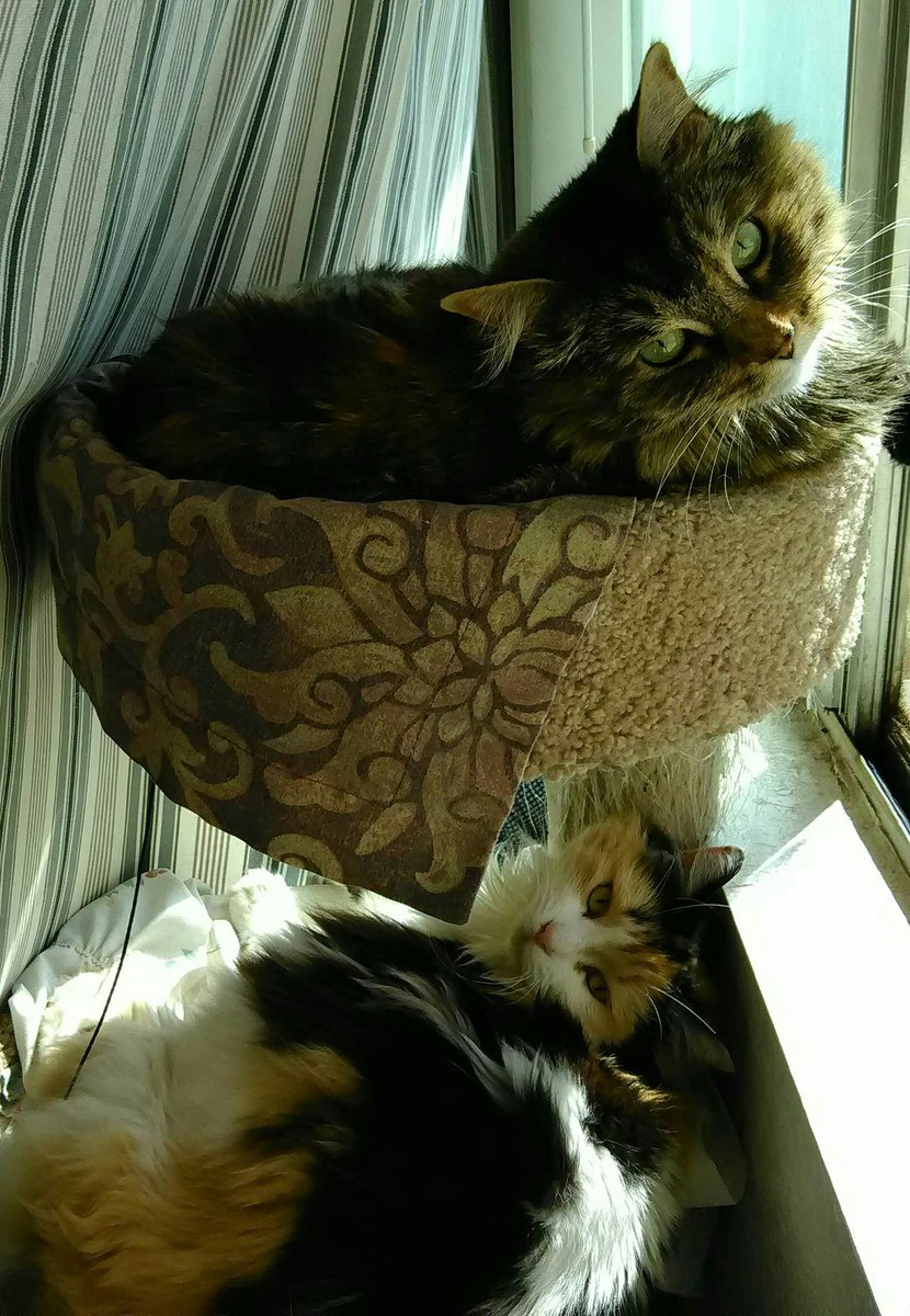 NessTaz's tweet photo. #YouKnowItsSpringWhen 💖TAZ needs her brother💖HACHI to help her mummingbird watching. I took a pic of the #hummingbird they both gave me this look @kdwho @JuliK317 @lynda3035 @RossowDoris @MelCulligan @JacobSnake68 
.☀/\ ☕/\☕/\
. /🌄   \  / 🌄/   \ https://t.co/Bn1sJIcdr0