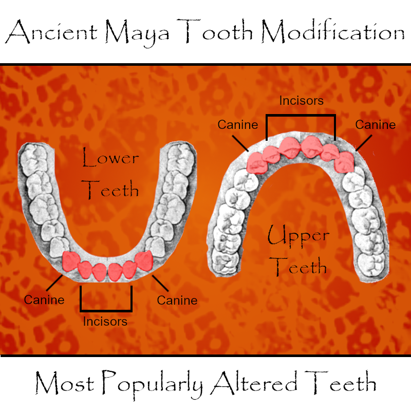 AncientMayaLife's tweet photo. A practice among the ancient Maya was tooth modification, both stone inlay and filing. This graphic I made shows which teeth got altered the most. (The teeth drawings come from a copyright expired image. Citation: Queensland State Archives, Digital Image ID 26607.) #Maya #Teeth https://t.co/X9V3Q8CWJX