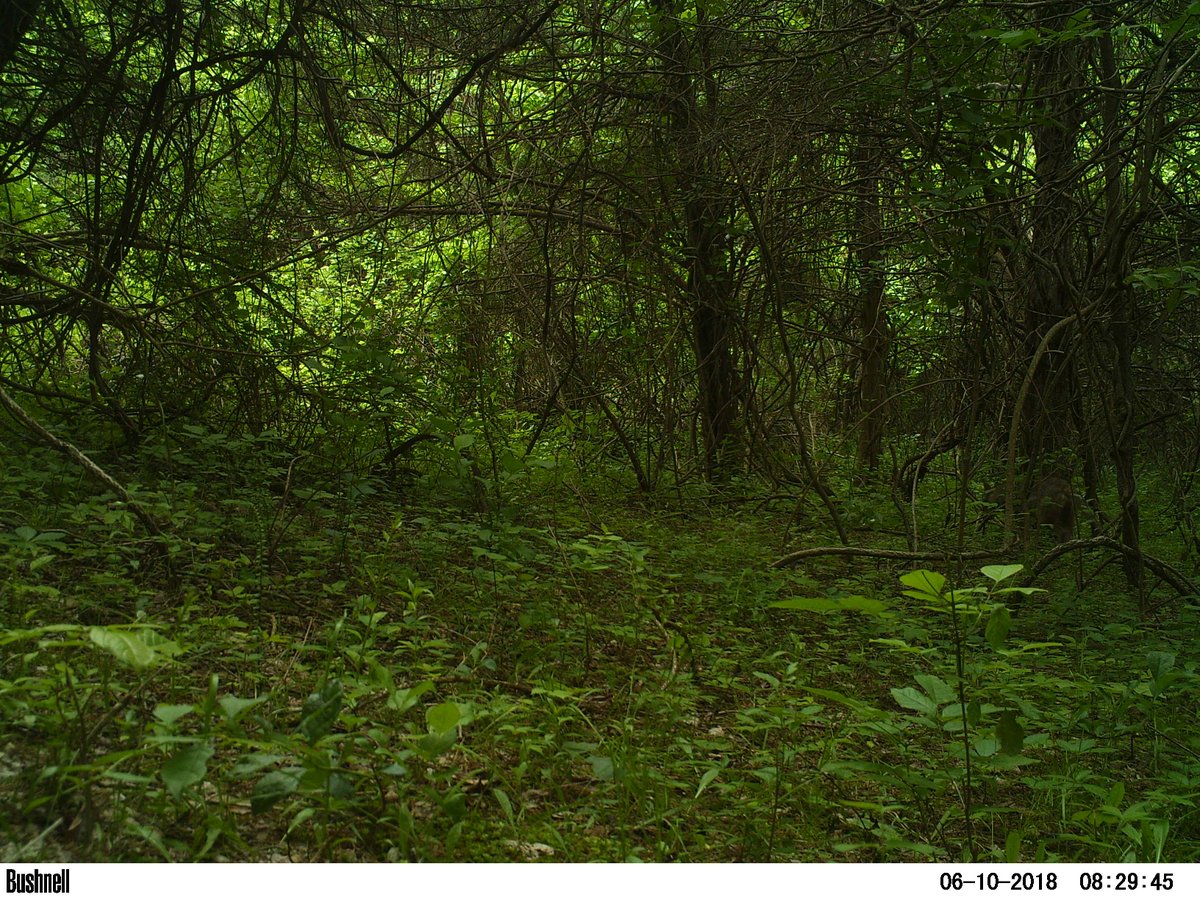 Canid_Camera's tweet photo. @Trailcamology While coyotes will prey on fawns, I think this one was scavenged. What do you all think? https://t.co/DyM8A1EmFH