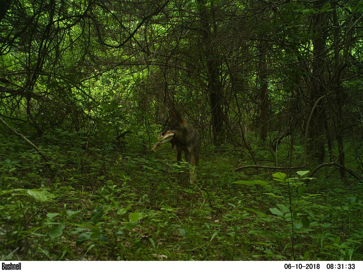 Canid_Camera's tweet photo. @Trailcamology While coyotes will prey on fawns, I think this one was scavenged. What do you all think? https://t.co/DyM8A1EmFH