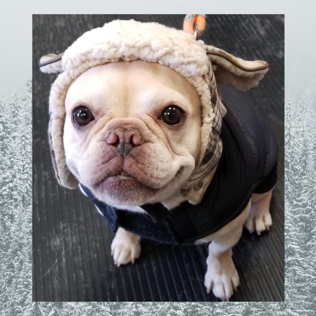 MetroDogsMN's tweet photo. "I heard it is suppose to be pretty cold this weekend! Be sure to bundle up like me if you have to go outside. Stay safe and warm daycare friends!!" 
❄️⛄️❄️⛄️❄️
.
-Dr. Jones, French Bulldog
.
#babyitscoldoutside #dogsofminneapolis #northloopdogs https://t.co/ussggGKB8Q