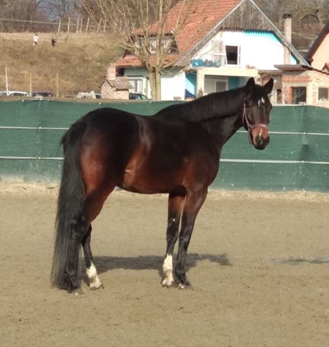keyflowfeeds's tweet photo. Another happy customer, this time all the way from Croatia... Balera is nearly 4 and fed Pink Mash and Key Plus, look at that shiny coat π
#keyflowshine
#onlykeyflow https://t.co/zsX6Xwv83E