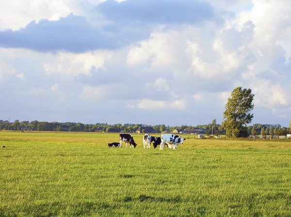 Rendac Son tweet media