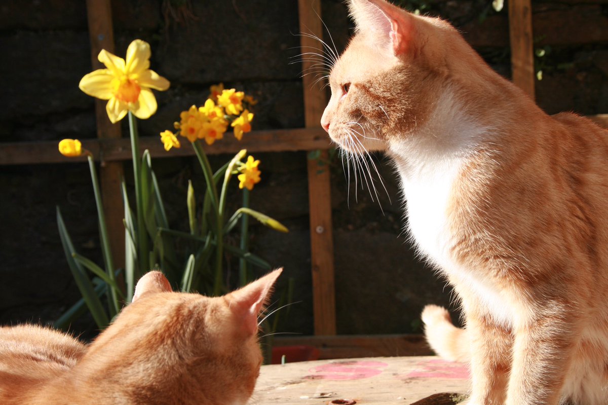9Muscateers's tweet photo. Biggles and the rest of the Muscateers would like to wish everyone, especially our followers a happy #StDavidsDay 😸😸😸#cats #CatsofTwitter #Wales https://t.co/FHoBNgLSbu