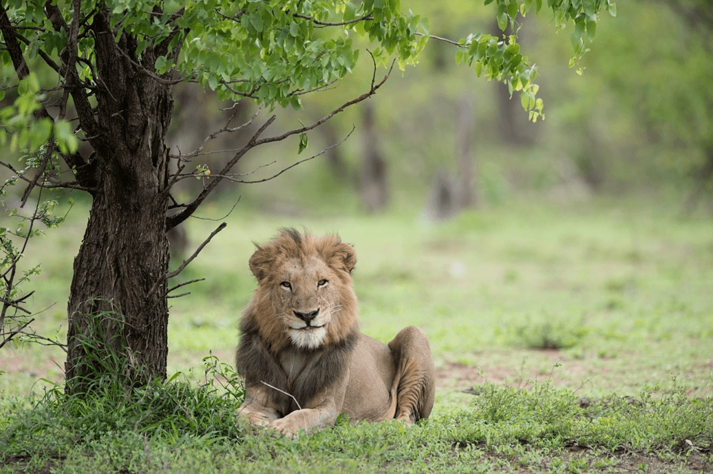 Singita_'s tweet photo. Are we imagining it, or is this lion smiling? #FridayFeeling https://t.co/TpGWxenFL3