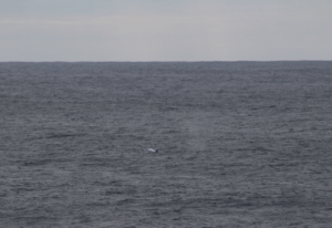 DareliusElin's tweet photo. While we are on the way to our measurement stations, we can observe many whales, dolphins, penguins and birds. @uib @npi @ntnu #dml2019 https://t.co/m5PwQppAY3 https://t.co/Im9Ex1C2c7