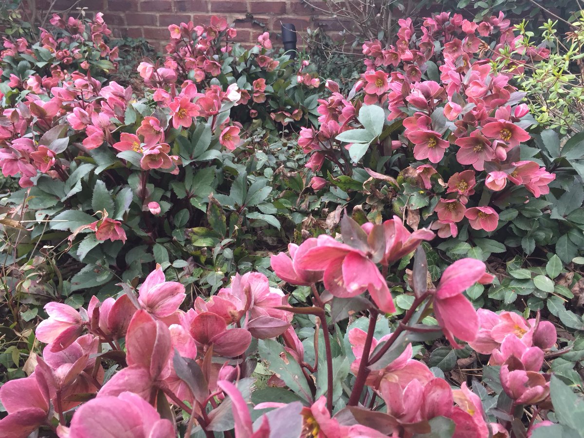 TeacupGardener's tweet image. It’s been a good year for the new hybrid Hellebores.