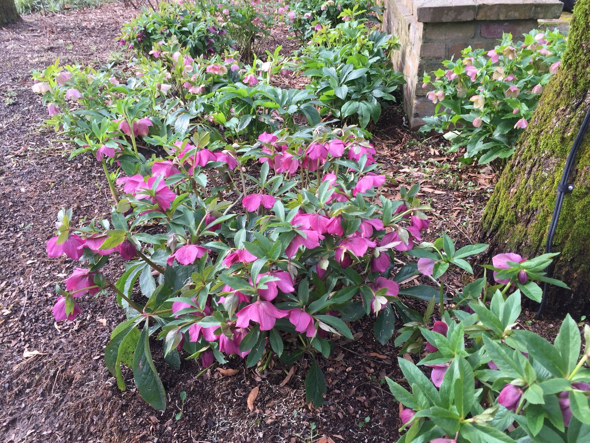 TeacupGardener's tweet image. It’s been a good year for the new hybrid Hellebores.