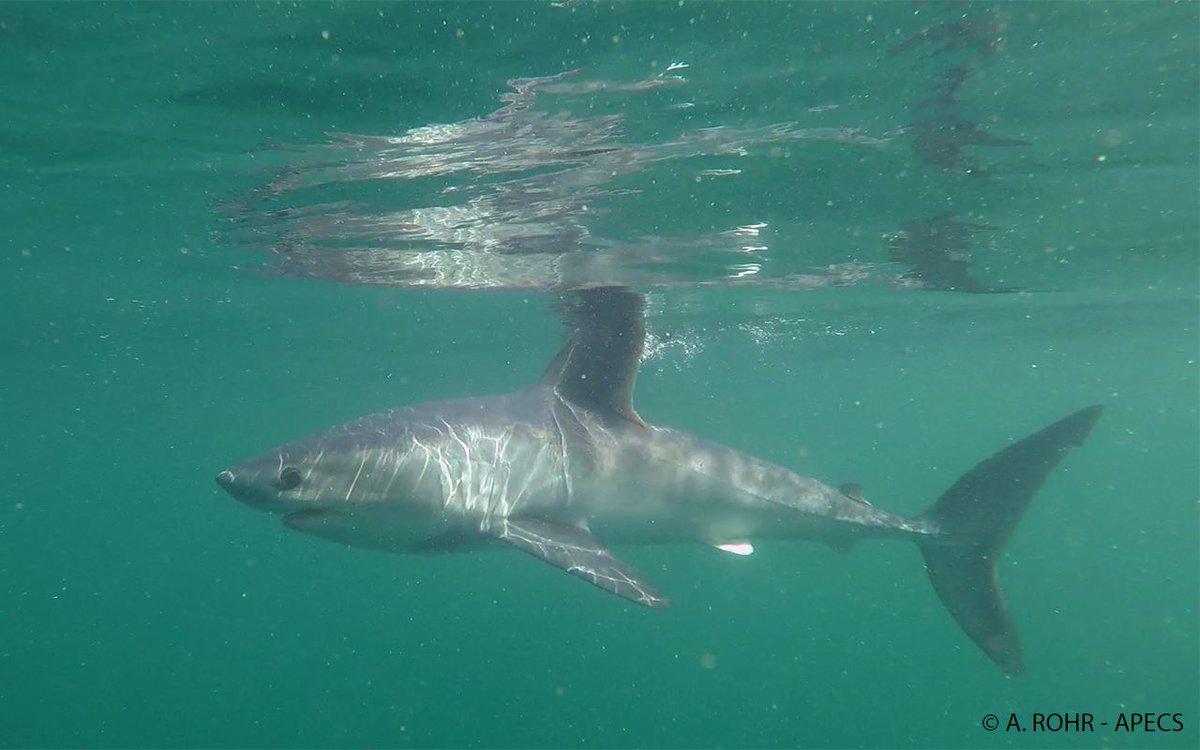 📢📢📢Oyez !🦈📡😀
La balise fixée sur un requin taupe le 1er sept. 2018 s'est décrochée comme prévu ce matin à 5 milles nautiques au nord des 7 îles (22).
La balise va dériver et envoyer les informations enregistrées durant ces 6 derniers mois. A bientôt pour en savoir plus !