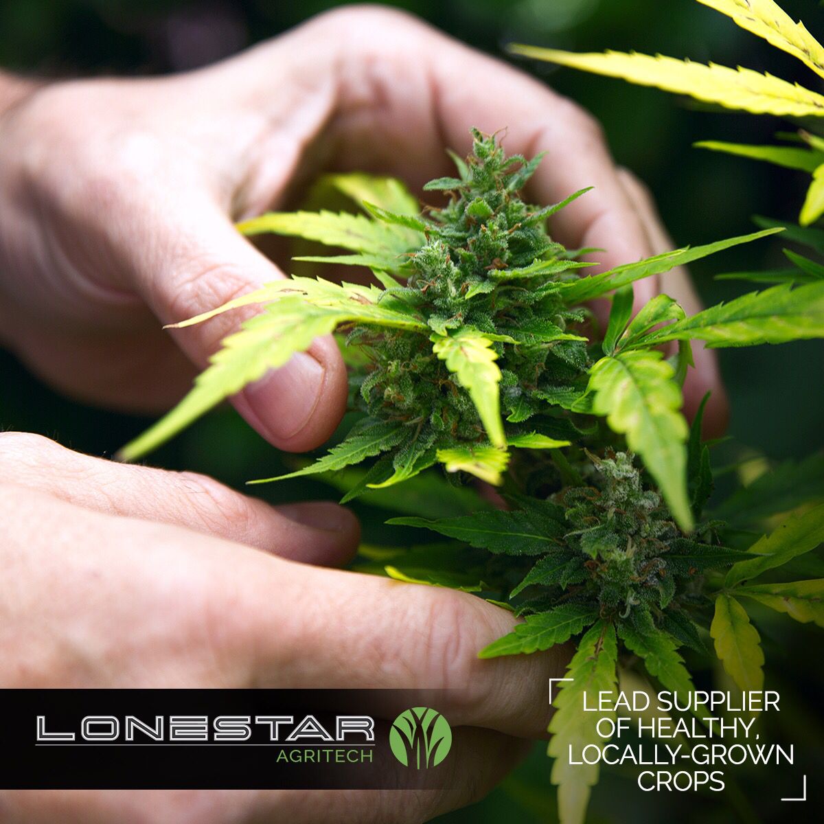LSLifeSciences's tweet photo. We are up to BIG things with LoneStar Agritech. Constantly innovating new ideas to bring Texas locally grown crops 🌱 

Stay tuned to see what we have planned! 

Find out more about LoneStar Life Sciences:
https://t.co/IpcoX6eiZd https://t.co/m4naE0AenJ