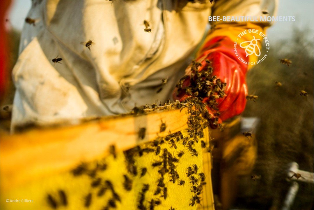 #BeeBeautifulMoments