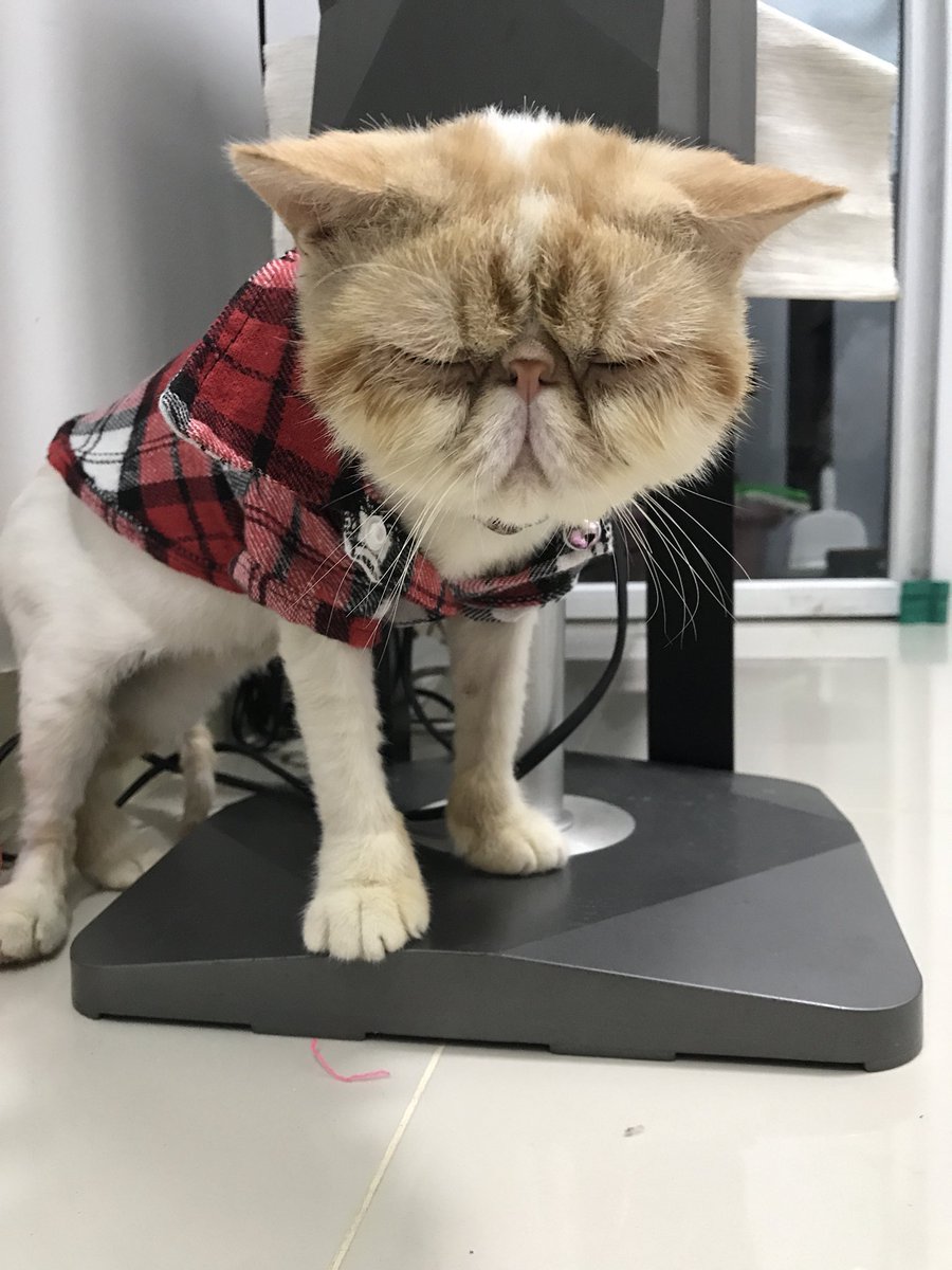 wirastucil's tweet photo. @HibahMeong dicari adopter yang sabar dan telaten, karena Miko ini jenis pesek jadi matanya berair terus perlu dibersihkan 2x sehari. Karakternya pemalu penakut manja jinak. Kulitnya sedang berjamur. Lokasi jakarta pusat https://t.co/fBmS1xbGGM