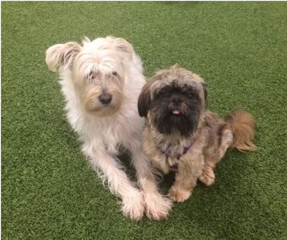 We love getting picture mail like this from our residents. Aren’t they just the cutest fur babies ever! #dogparkfun #dogparkpics #indoordogpark #cutestever #hadtoshare #weloveourfurryresidents #pawstocare #bestfriendgoals #bestfriend #10light #10lightstreet #gablesproud