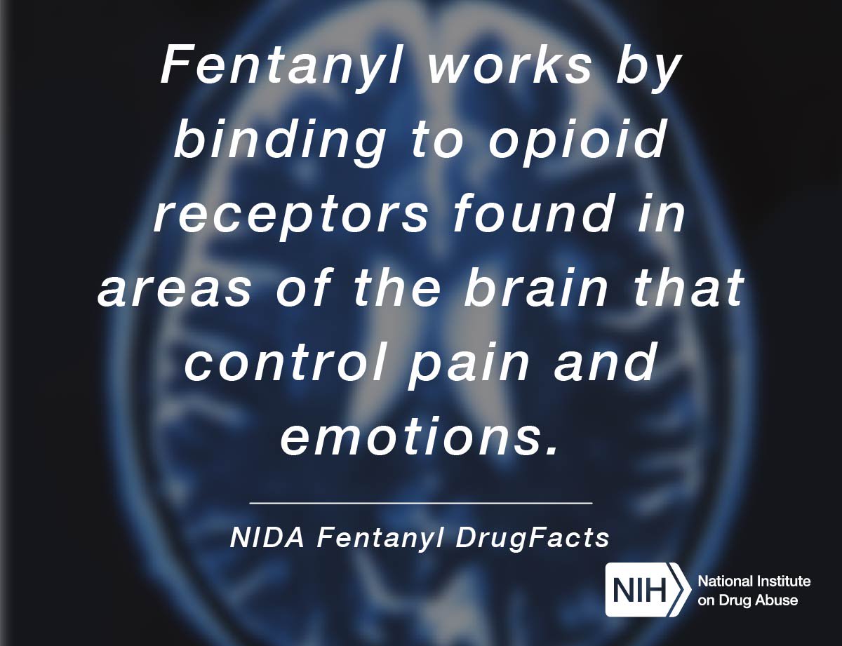 Like heroin and other opioids, fentanyl works by binding to the body's opioid receptors, which are found in areas of the brain that control pain and emotions. #FridayFacts #DrugFacts
drugabuse.gov/publications/d…