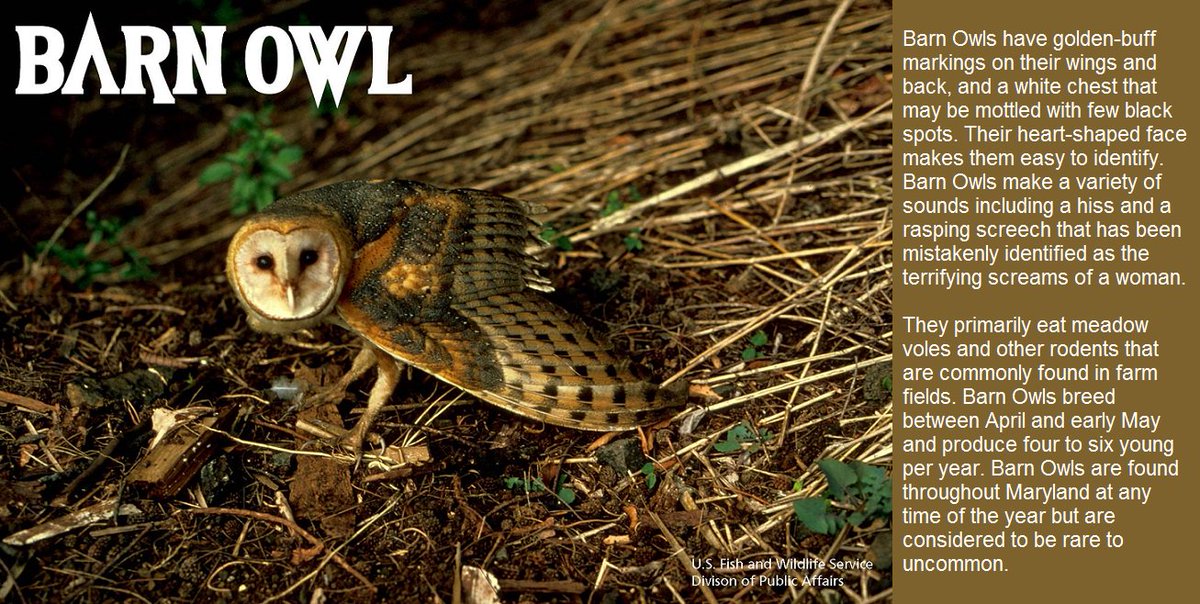 ThomasStoneNHS's tweet photo. This weekend is the #FestivalofOwls! And we want to talk about the Barn Owls. They are often found in rural areas near farmland and open countryside. They usually reside in the lofts of abandoned barns or silos but will also use nest boxes. https://t.co/8uipnkkufU