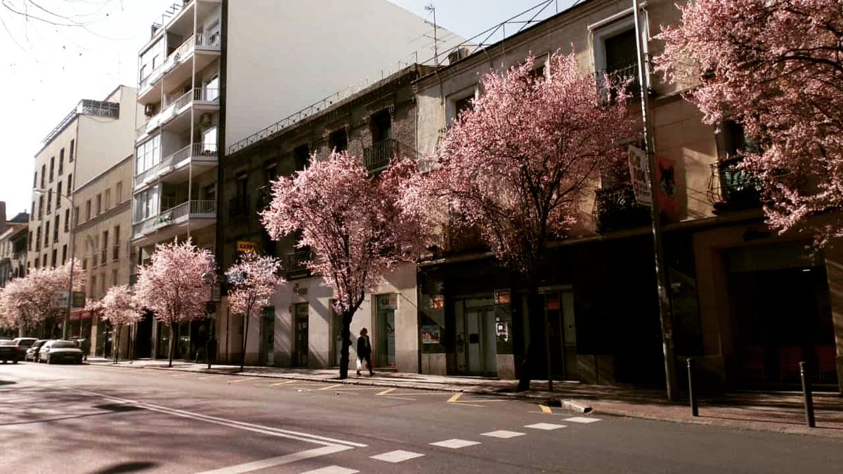 MartaMV11's tweet photo. Mi barrio en #flor... 🌸🌸🌸🌸
#prunos https://t.co/1NodD028Pa