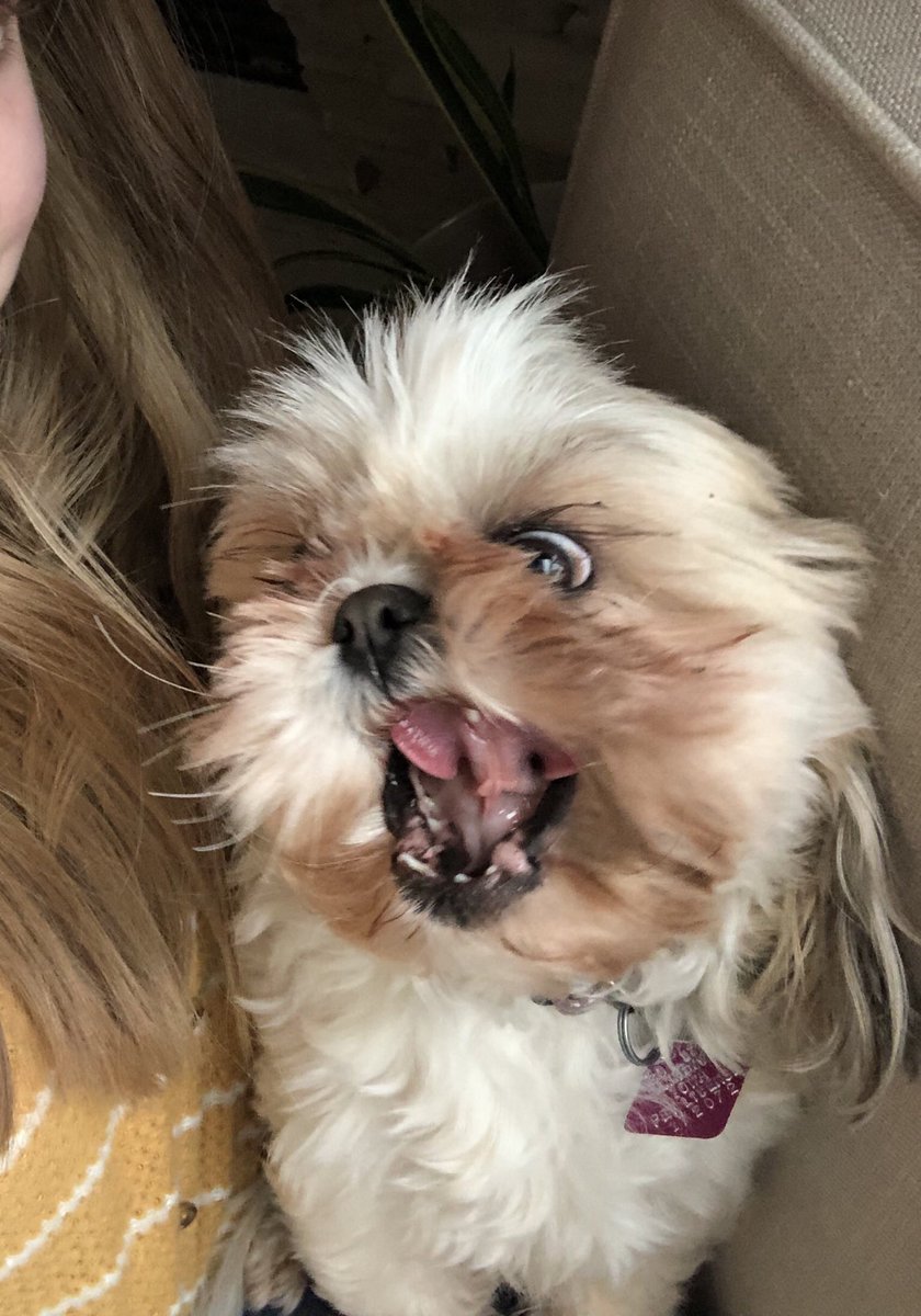 melaniekeller02's tweet photo. Look at my dog yawning https://t.co/YkmUuRCLdB