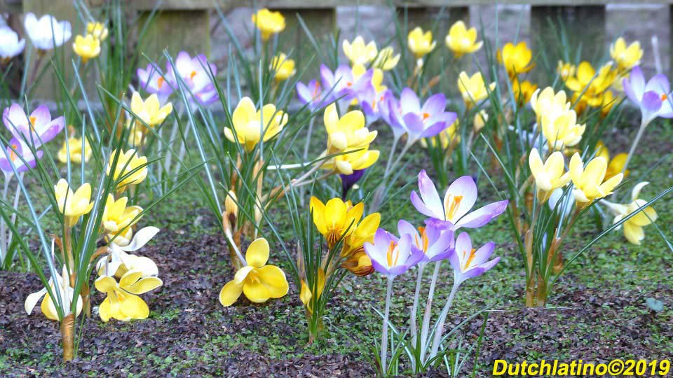 Leenderbos2015's tweet photo. Door extra veel #crocussen in mijn voortuin te planten heb ik toch een heel klein beetje het idee dat het hier nèt iets vroeger lente is. #wishfulthinking https://t.co/o2j0liuGim