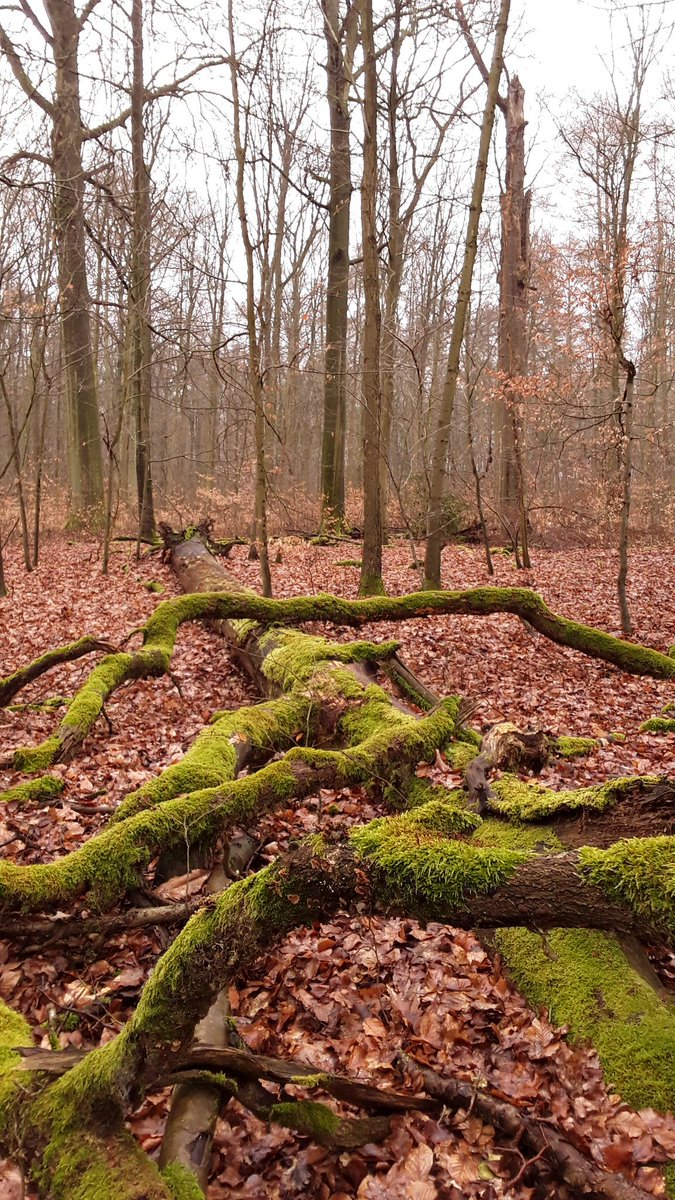 Boswachter_Marc's tweet photo. Tijdens zo'n #hamering merken we bomen voor een #openbarehoutverkoop. Maar we doen ook andere dingen: #Toekomstbomen merken, #habitatbomen (#vogelappartement π) lokaliseren/behouden of #verouderingseiland(en) aanduiden (-V-) ifv 't beheerplan en #Natura2000.
#tekensinhetbos https://t.co/YueiVgw0qv
