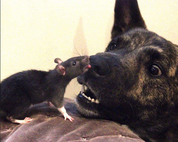 cute rats (@ratspics) on Twitter photo 