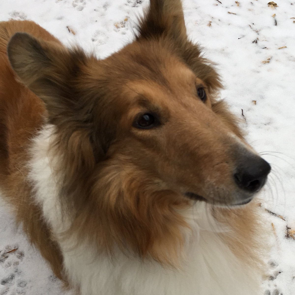 CollieCrusader's tweet photo. 🦁 ❄️ #marchinlikealion 🦁
Hello #March and thanks for the #snow ❄️ and arriving #inlikealion 🦁
#meteorologicalspring ❄️🦁
#roughcollie 🐶 #dogsinsnow https://t.co/13es1Fj2yj