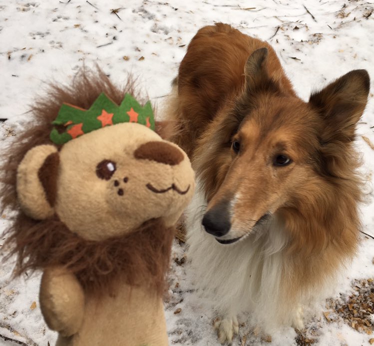 CollieCrusader's tweet photo. 🦁 ❄️ #marchinlikealion 🦁
Hello #March and thanks for the #snow ❄️ and arriving #inlikealion 🦁
#meteorologicalspring ❄️🦁
#roughcollie 🐶 #dogsinsnow https://t.co/13es1Fj2yj