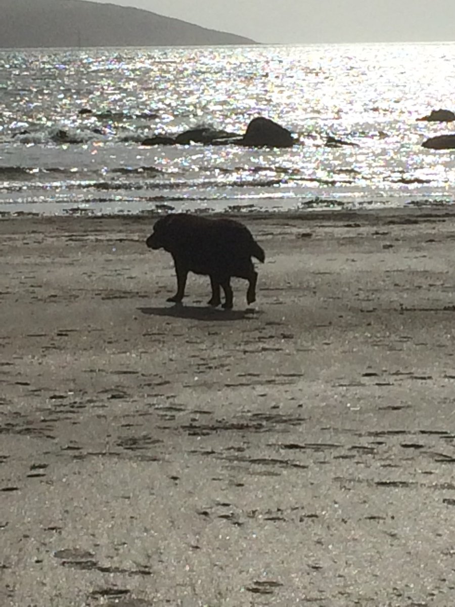 RachelOmlo's tweet photo. Beach time with this old puppy before the storm hits. #Cornwall #Parbados 🐾 https://t.co/gT1DjjPS9S