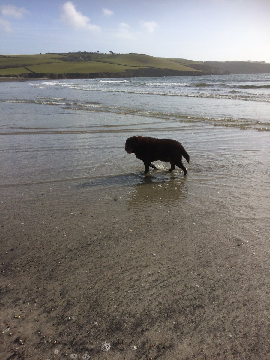 RachelOmlo's tweet photo. Beach time with this old puppy before the storm hits. #Cornwall #Parbados 🐾 https://t.co/gT1DjjPS9S
