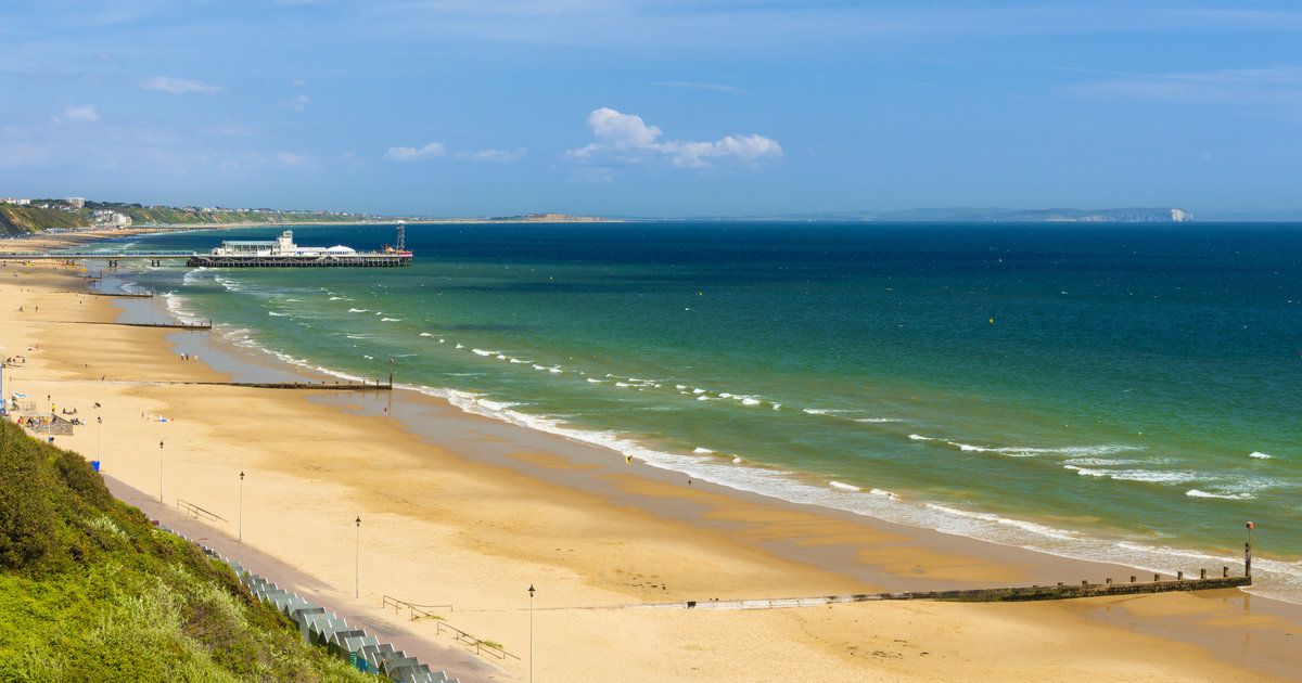 Holiday Watchdog tweet media