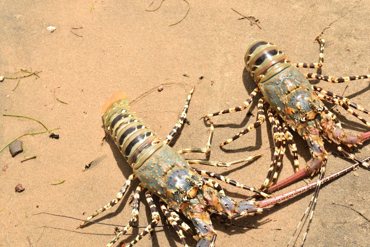 KMFRI (@kmfriresearch) on Twitter photo Team <a href="/KmfriResearch/">KMFRI</a> in Ngomeni for SOLSTICE-WIO MOOC project #NorthKenyanBanks#EmergingFishery#BlueEconomy#ArtisinalFishery <a href="/wiomsa/">WIOMSA</a> <a href="/JaneKiguta/">Jane Kiguta</a> <a href="/WiMSnetwork/">Women in Marine Science (WiMS)</a> <a href="/Pwaniuni/">Pwani University</a> <a href="/uonbi/">University of Nairobi</a> <a href="/NCSecretariat/">Nairobi Convention</a> <a href="/kilimoKE/">Ministry of Agriculture & Livestock Development</a> <a href="/tngumas/">FRANCIS TUNJE</a> <a href="/WetlandsIntEA/">Wetlands International Eastern Africa</a> @dailynation <a href="/PeopleDailyKe/">PEOPLE DAILY</a> <a href="/K24Tv/">K24 TV</a> Team <a href="/KmfriResearch/">KMFRI</a> in Ngomeni for SOLSTICE-WIO MOOC project #NorthKenyanBanks#EmergingFishery#BlueEconomy#ArtisinalFishery <a href="/wiomsa/">WIOMSA</a> <a href="/JaneKiguta/">Jane Kiguta</a> <a href="/WiMSnetwork/">Women in Marine Science (WiMS)</a> <a href="/Pwaniuni/">Pwani University</a> <a href="/uonbi/">University of Nairobi</a> <a href="/NCSecretariat/">Nairobi Convention</a> <a href="/kilimoKE/">Ministry of Agriculture & Livestock Development</a> <a href="/tngumas/">FRANCIS TUNJE</a> <a href="/WetlandsIntEA/">Wetlands International Eastern Africa</a> @dailynation <a href="/PeopleDailyKe/">PEOPLE DAILY</a> <a href="/K24Tv/">K24 TV</a>