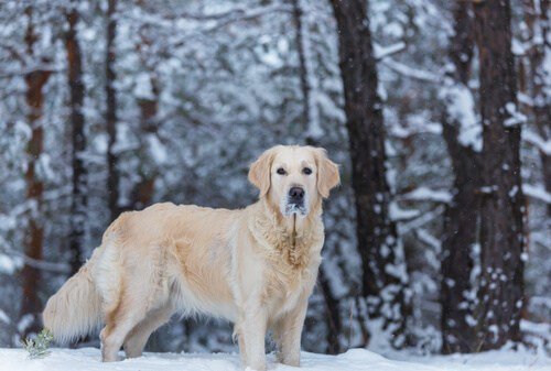 Ways to Keep Your Dog Active During the Winter 5pointsanimalhospital.net/keeping-dogs-a…