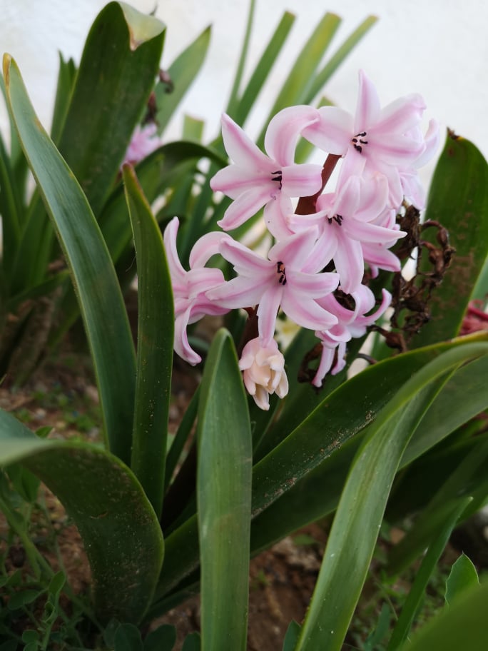 VPernera's tweet photo. Spring has officially arrived! #Villaaura #Pernera #Protaras #Cyprus https://t.co/nDPwJKhplt