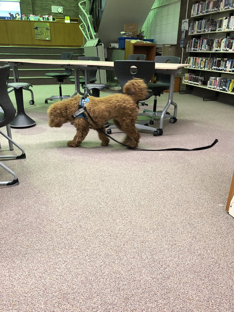 MissMeyerITJHS's tweet photo. #asd4all We need a dog! This is Emmy and sheโs the school dog at Westmont Junior High! #DupageMiddleEd @kim_lohse4 https://t.co/m0grQdj3Gr