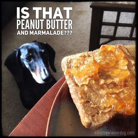 Celebrating Peanut Butter Lover's Day with a real Peanut Butter LOVER!  #peanutbutterloversday #elliethewienerdog #purplewienerdog #kjhalesauthor