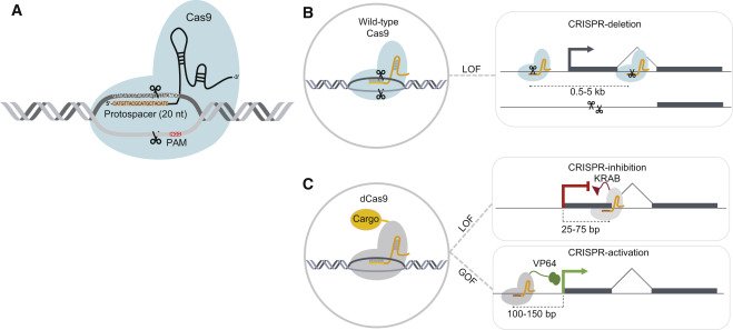 Johnson &amp; co <a href="/unibern/">Universität Bern</a> review Profiling therapeutically actionable long non-coding RNAs using CRISPR-Cas9 screening cell.com/cancer-cell/fu….