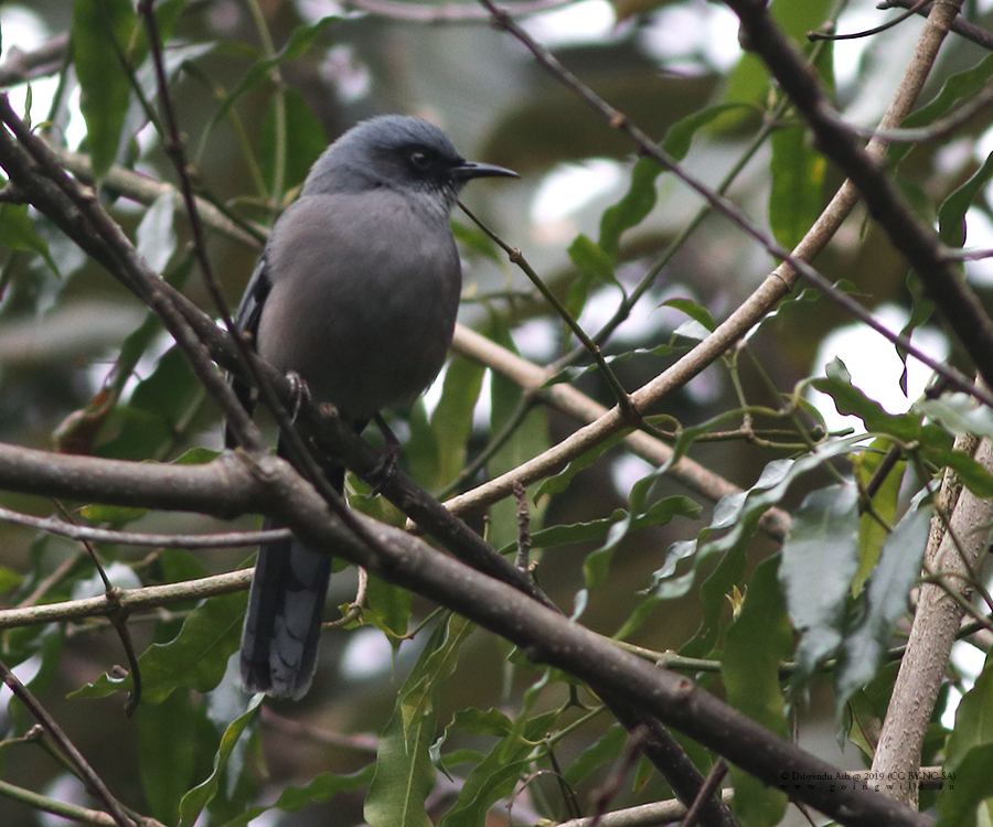 GoingWildLLP's tweet photo. Not many photographs are there for this Beautiful Sibia (south Brahmaputra ssp - pulchellus) from Khonoma or further down south chin hills. 
Beautiful Sibia (Heterophasia pulchella)
21.02.2019, Khonoma, Nagaland

https://t.co/nSv9yqJXaC  | support@goingwild.in https://t.co/mZ5r87bjfQ