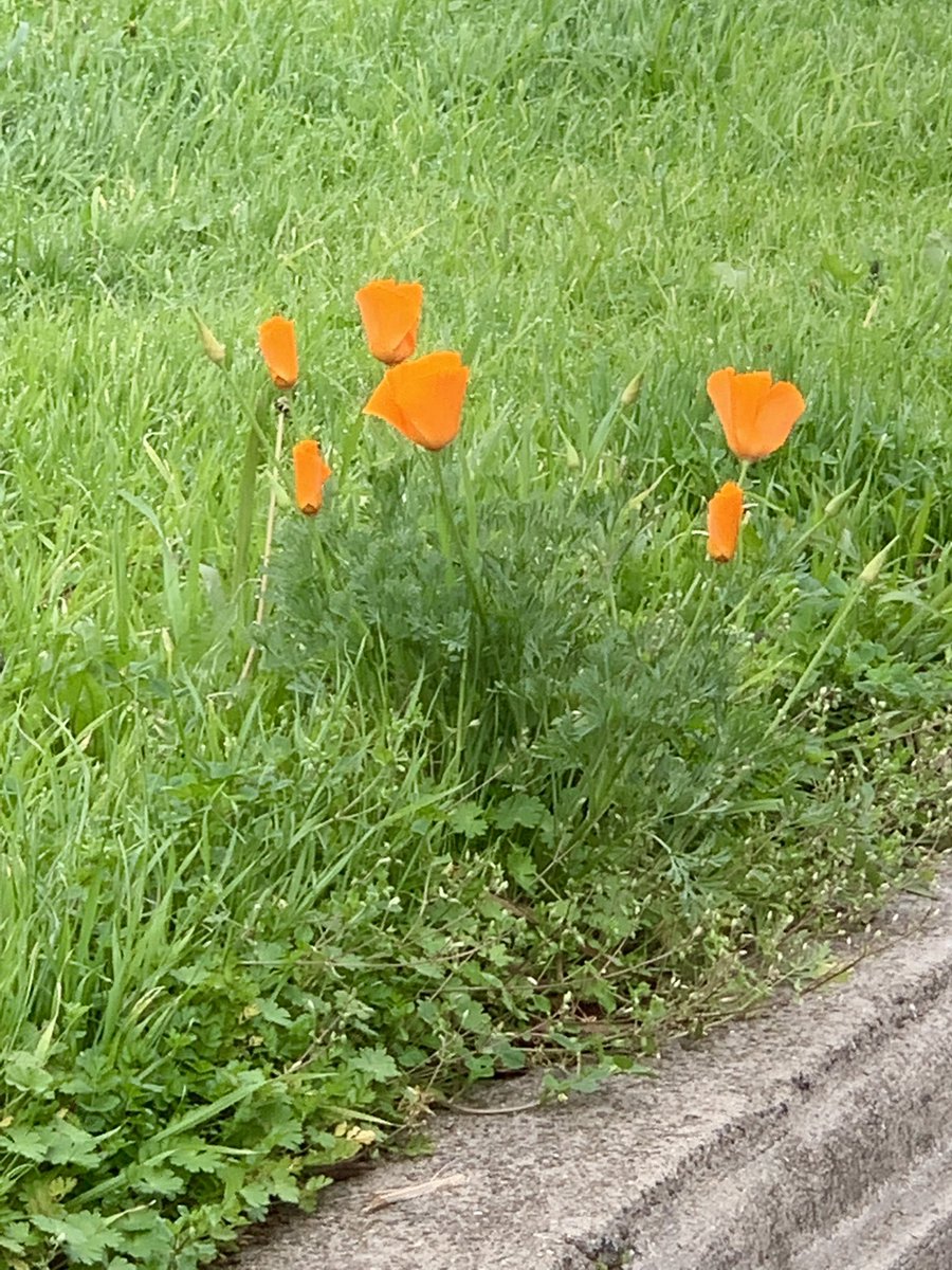 sfpublicworks's tweet photo. A delightful surprise on the Dolores Street median in #SF this morning. Golden Poppies! #CaliforniaStateFlower https://t.co/Pdwpg84N3S