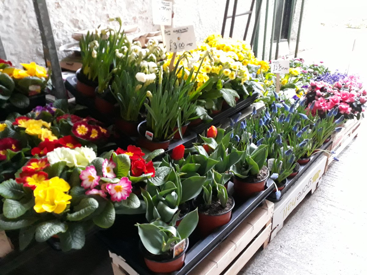 We have a fantastic, wide range of beautiful spring plants at the moment! So come down to Stephenson's and pick up something vibrant and breath some life into your post-winter garden! Re-stocked weekly. #shopappleby #greenfingers