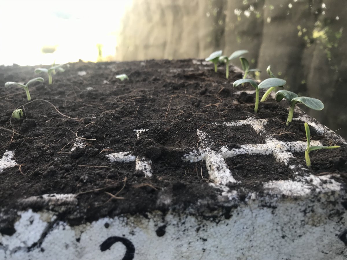 Compostverde's tweet image. Buen día, Poco a poco creciendo van.🌱

Nuestro cultivo sobre #CompostElMolinoVerde

#elsecretoestáenlatierra