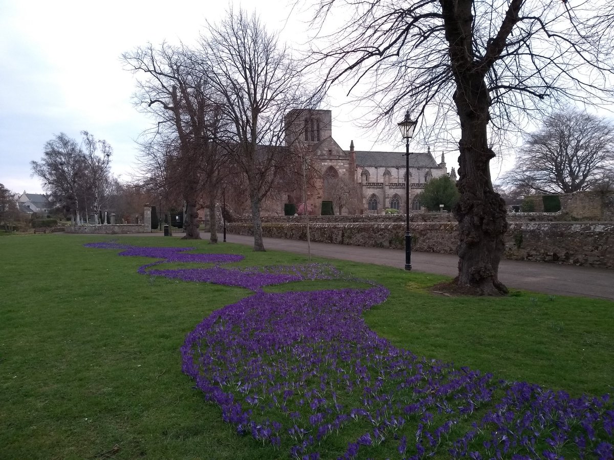 Crocus planted by Rotary looking lovely, even though we've lost the sunshine today.