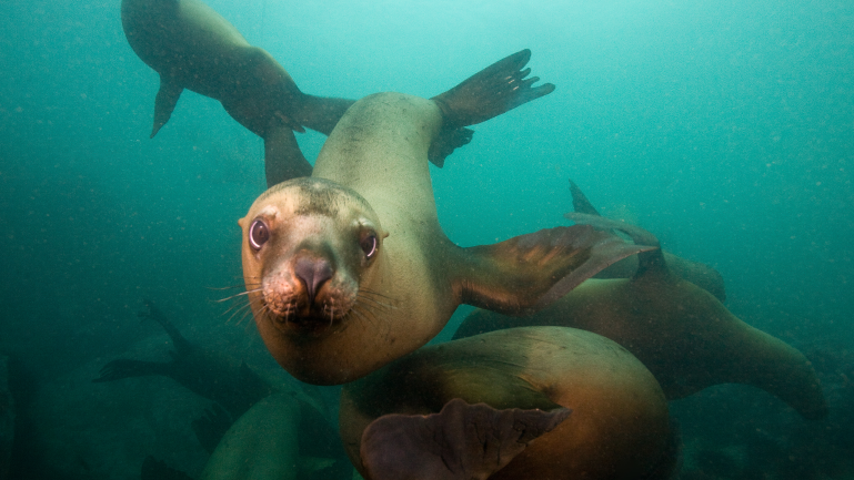 LiveItearth's tweet image. 30 minutes until we are live from @vanaqua! Join us for our virtual field trip! Learn about marine mammals, rescues, and plastic entanglements from Aquarium staff! tv.liveit.earth #marinemammals #plastics #education #stem #livestream