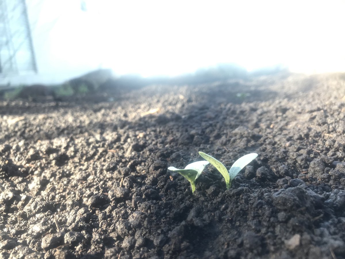 Compostverde's tweet image. Buen día, Poco a poco creciendo van.🌱

Nuestro cultivo sobre #CompostElMolinoVerde

#elsecretoestáenlatierra