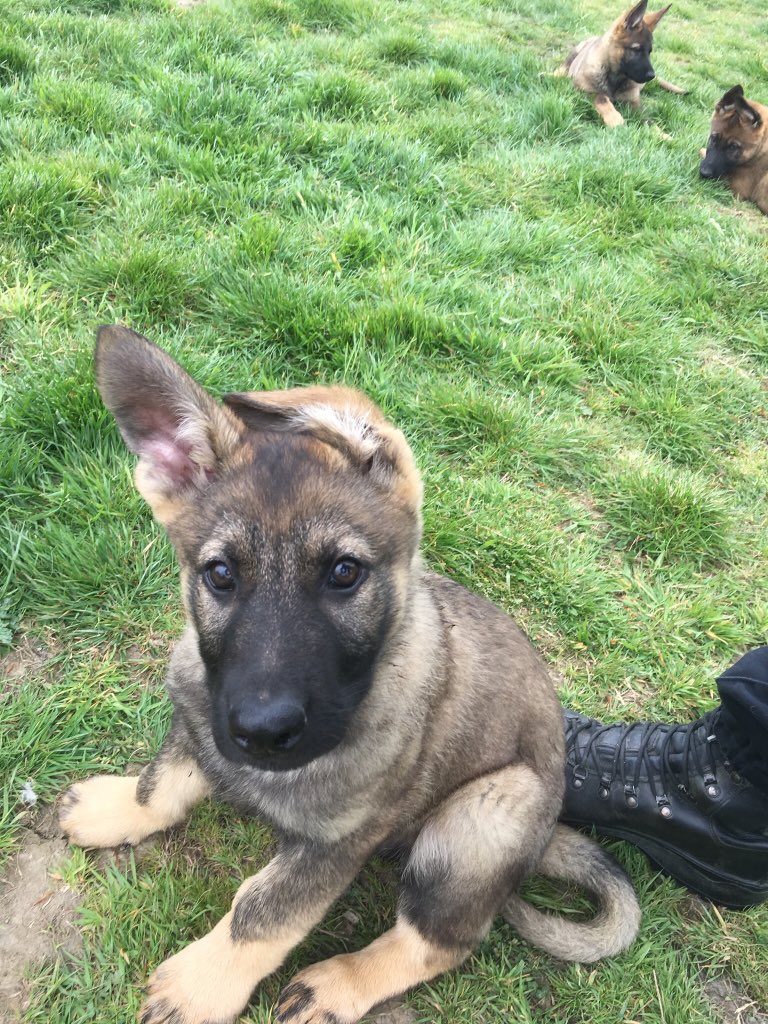 WYPDogs's tweet photo. Happy 1st birthday to TPD Luther. You’ve come a long way over the last 12 months and we are looking forward to seeing you progress in your career. https://t.co/k3VCHViZNK