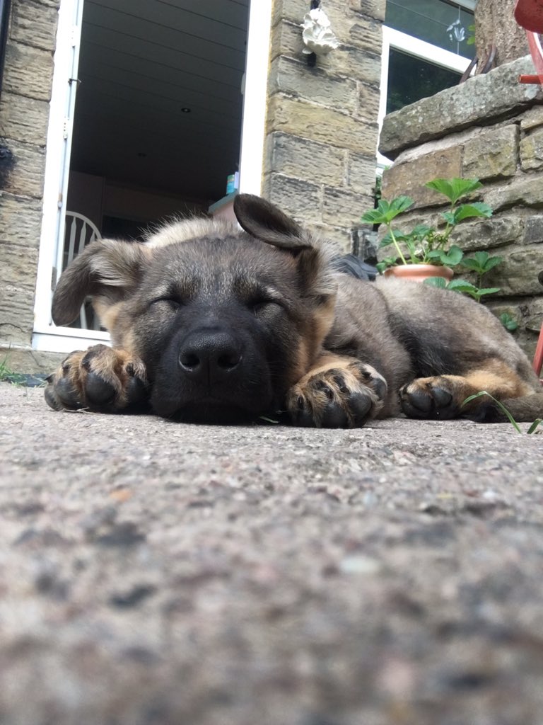 WYPDogs's tweet photo. Happy 1st birthday to TPD Luther. You’ve come a long way over the last 12 months and we are looking forward to seeing you progress in your career. https://t.co/k3VCHViZNK