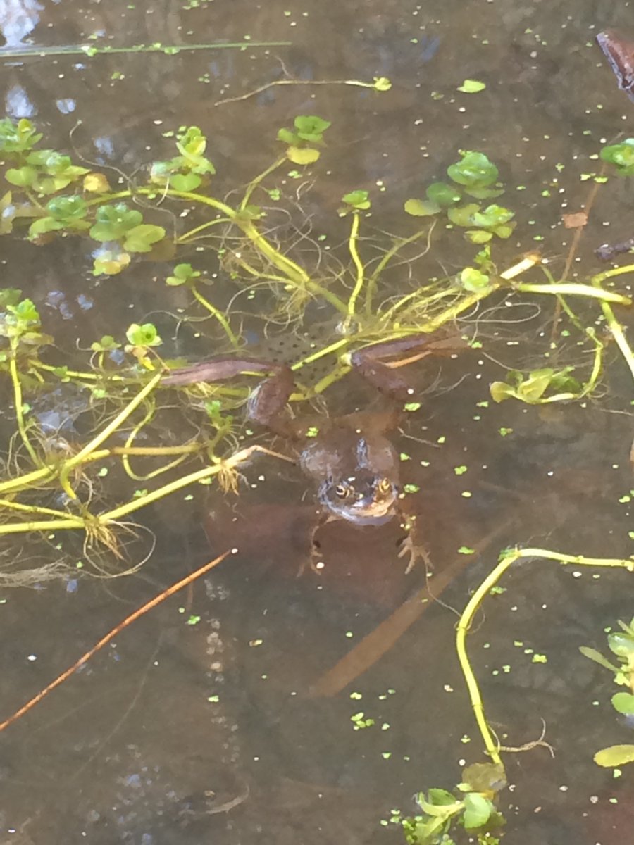 phoeb0's tweet photo. Welcome to Barbican Wildlife Garden, home to frogs who've been very busy spawning. Bankers aren’t the only ones that play dirty in the City.... read more here #rewildinglondon @BarbicanWLG https://t.co/8Yr5jPXBtZ https://t.co/JGRn8CPyOm