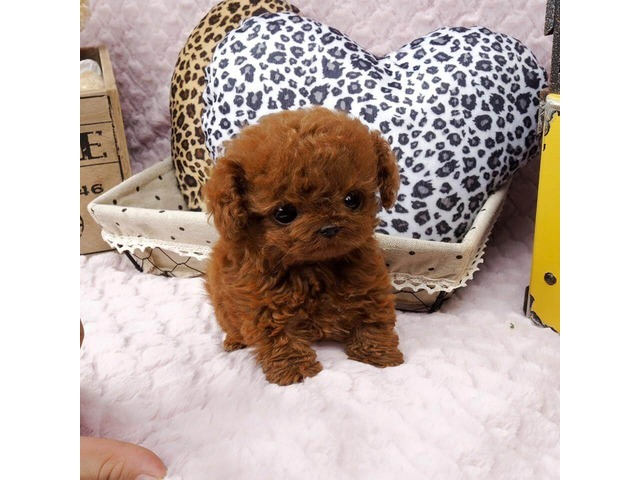kile8466's tweet photo. Beautiful Teacup Poodle Puppies Ready - Animals - Akron - Colorado - announcement-79502search https://t.co/LSQKsJm9Bj https://t.co/trS25EZdjK