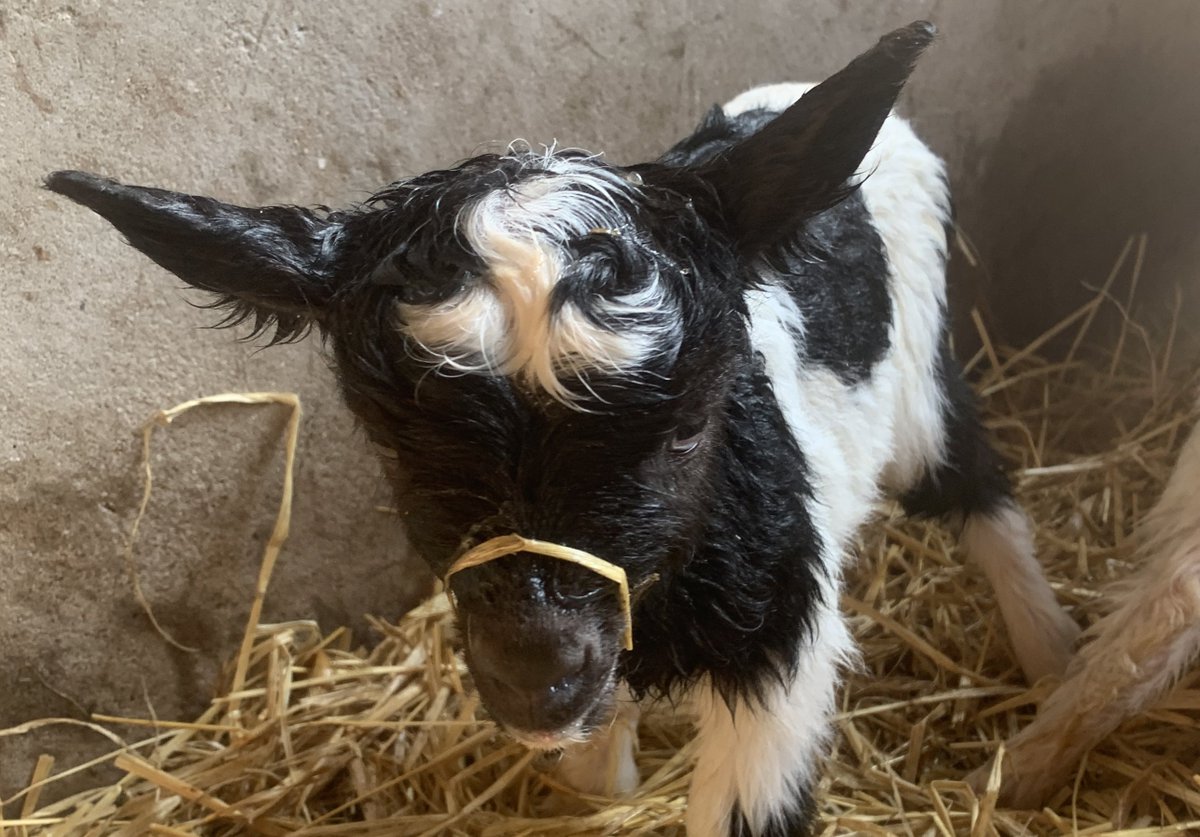 NorthNorfolkDC's tweet photo. We've had five cute additions to our lovely herd of Bagot Goats: https://t.co/1gDvBAfQ3S @WivetonHall #CromerBagots @BBCFarmingToday https://t.co/uoTBT4OvCk