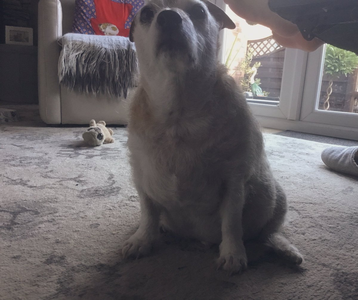 PussPussTopCat's tweet photo. I really have no idea why Iโm called frog dog ๐๐#getfitwithrupee #lookimgettingawaist #mylegsareemerging https://t.co/PBao7UireL