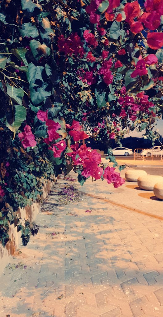i__lomy's tweet photo. أُجزم بأنها مرّت من هنا. https://t.co/7psfopLw8U
